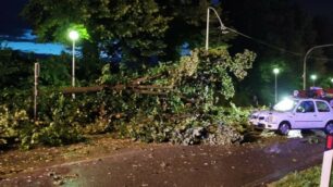 Meteo Lesmo 2 luglio 2020: pianta caduta su provinciale, auto in transito, VVf per tagliare pianta, cavo elettricità lampioni tranciato