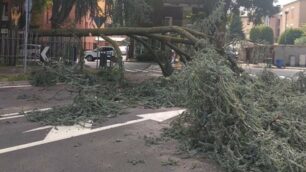 L’albero caduto sulla strada