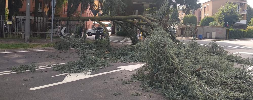 L’albero caduto sulla strada