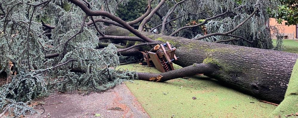 L’albero caduto nel giardino della scuola “Tonoli” di Monza