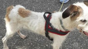 Monza: la cagnolina Milly