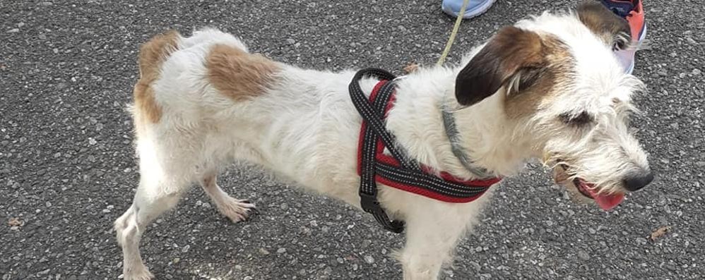 Monza: la cagnolina Milly