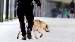 Controlli con unità cinofila cane antidroga - foto di repertorio