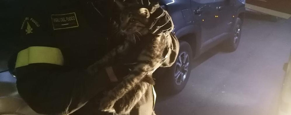 Monza vigili del fuoco intervento notturno recupero gatto incastrato in auto
