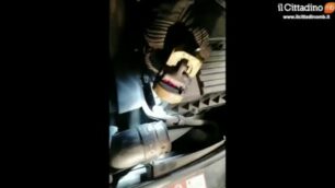 VIDEO: il salvataggio del gatto incastrato nel motore dell’auto a Monza