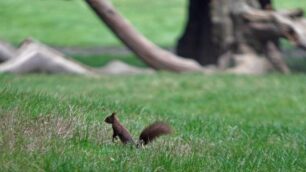 Monza Scoiattolo rosso nei giardini del parco