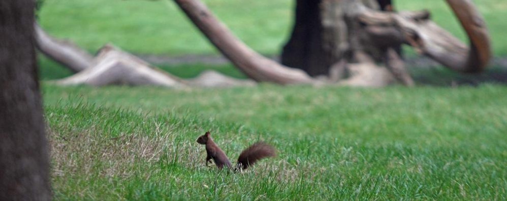 Monza Scoiattolo rosso nei giardini del parco