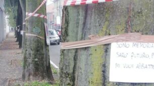 No abbattimento alberi via Buonarroti Monza