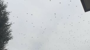 Veduggio con Colzano stormo uccelli