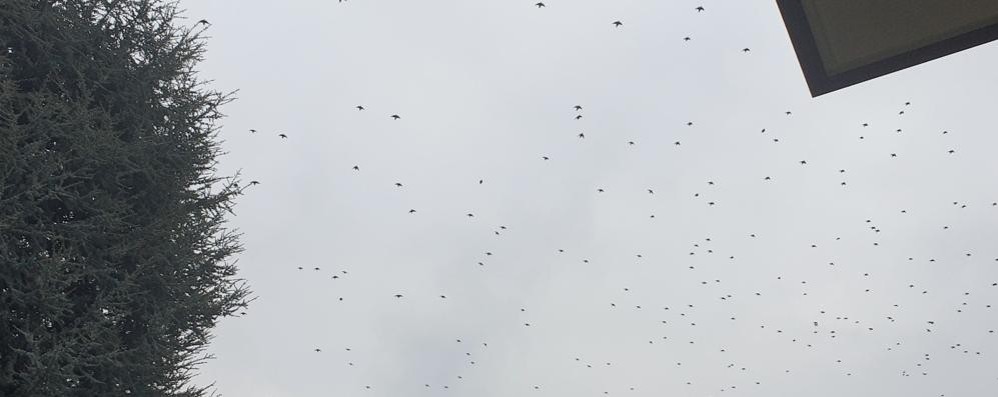 Veduggio con Colzano stormo uccelli
