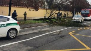 L’albero caduto a Lissone, in via Nazario Sauro