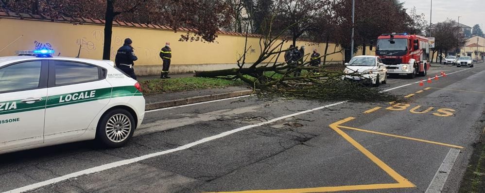 L’albero caduto a Lissone, in via Nazario Sauro