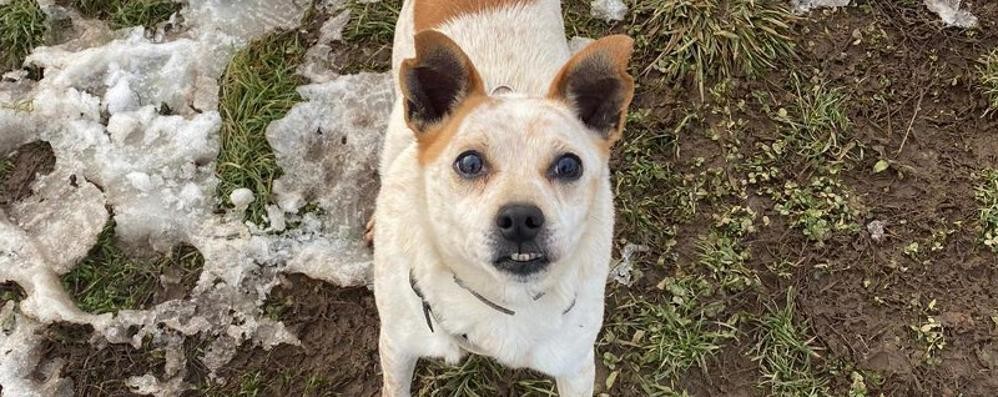 Concorezzo Enpa Monza e Brianza cane Purè