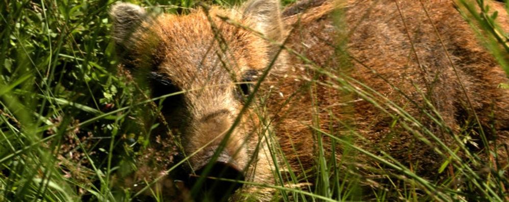 Un cinghiale - James Lindsey at Ecology of Commanster/Wikipedia