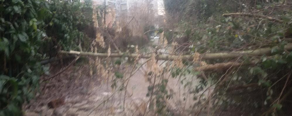 L’albero caduto in viale Europa a Monza