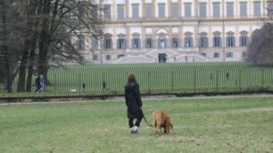 Monza Cane parco