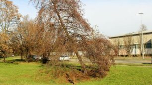 Seregno: l'albero pericolante lungo la via Platone, nel perimetro del parco Falcone e Borsellino di San Carlo
