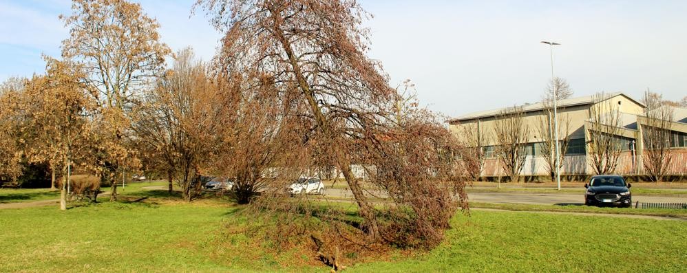 Seregno: l'albero pericolante lungo la via Platone, nel perimetro del parco Falcone e Borsellino di San Carlo