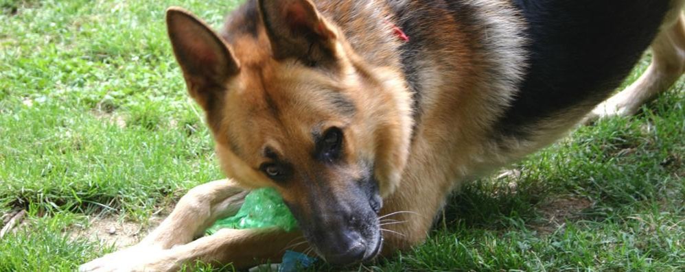 Attenzione ai cani a Triuggio