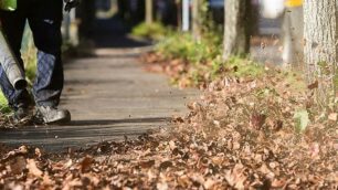 Raccolta di foglie secche a Seregno