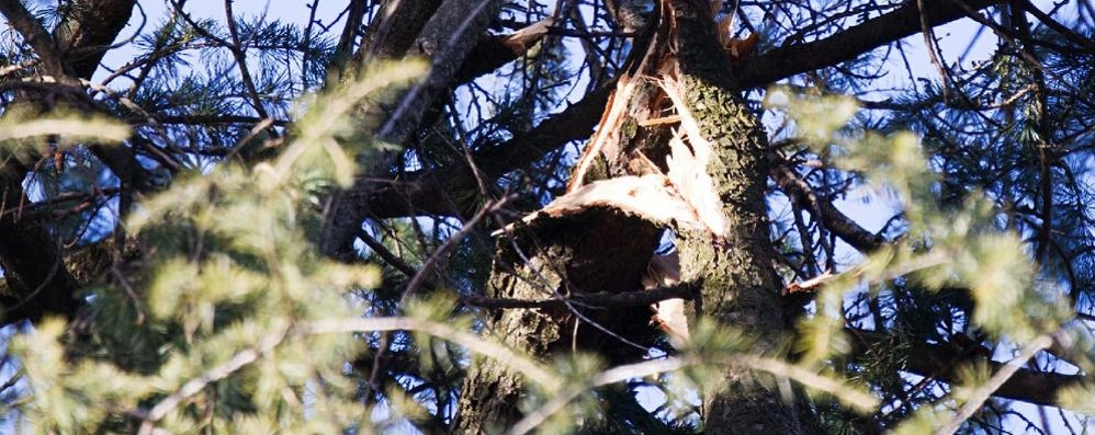 Albiate rami spezzati nel parco