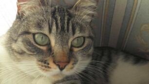 Il 17 febbraio sarà la Festa del gatto