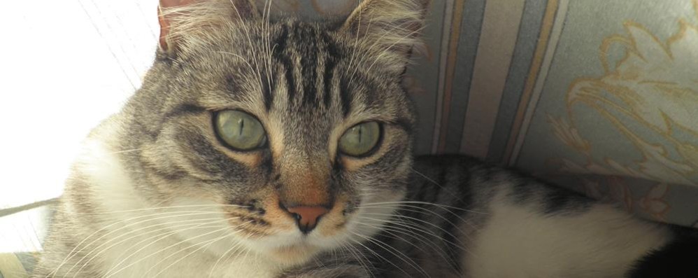 Il 17 febbraio sarà la Festa del gatto