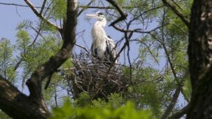 Il nido di un airone cinerino al Parco di Monza nel 2016