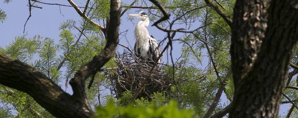 Il nido di un airone cinerino al Parco di Monza nel 2016