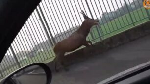 Il cervo di passaggio a Brugherio lunedì mattina