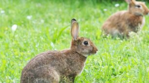 Invasione di conigli a Vimercate