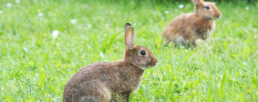 Invasione di conigli a Vimercate