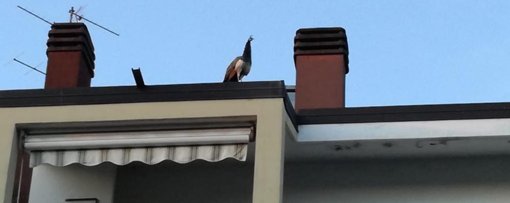 Il pavone sul tetto