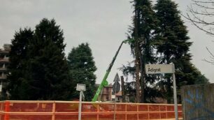 Monza: abbattimento alberi via Adigrat via Pizzagalli