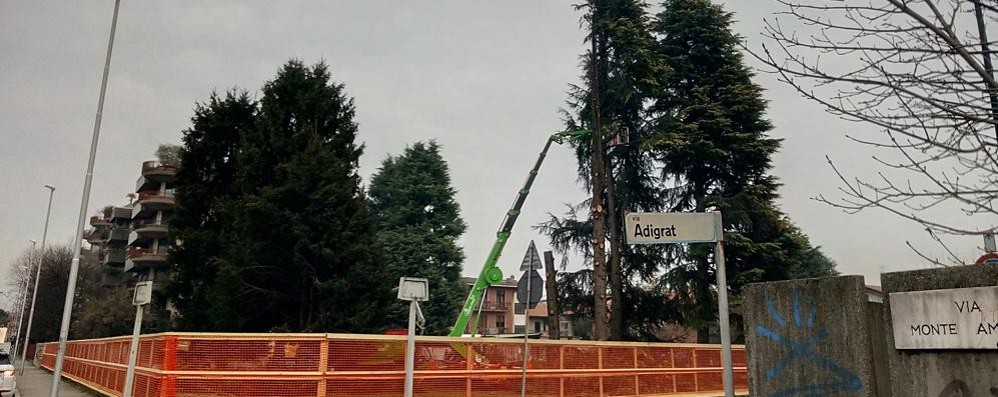 Monza: abbattimento alberi via Adigrat via Pizzagalli