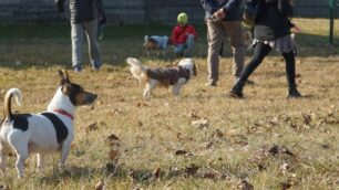 Un’area cani
