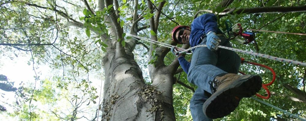 Tree climbing, una campagna per la sicurezza diAts e Scuola agraria
