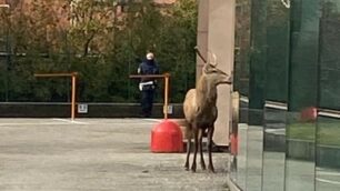 Il cervo passato da Brugherio fermato a Cernusco sul Naviglio
