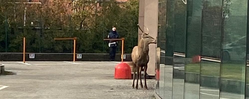 Il cervo passato da Brugherio fermato a Cernusco sul Naviglio