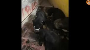Video: i 5 cuccioli di cane salvati a Monza