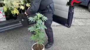 Vimercate: scoperta una serra di droga in un appartamento in centro