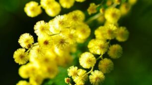 Festa della donna speciale a Correzzana