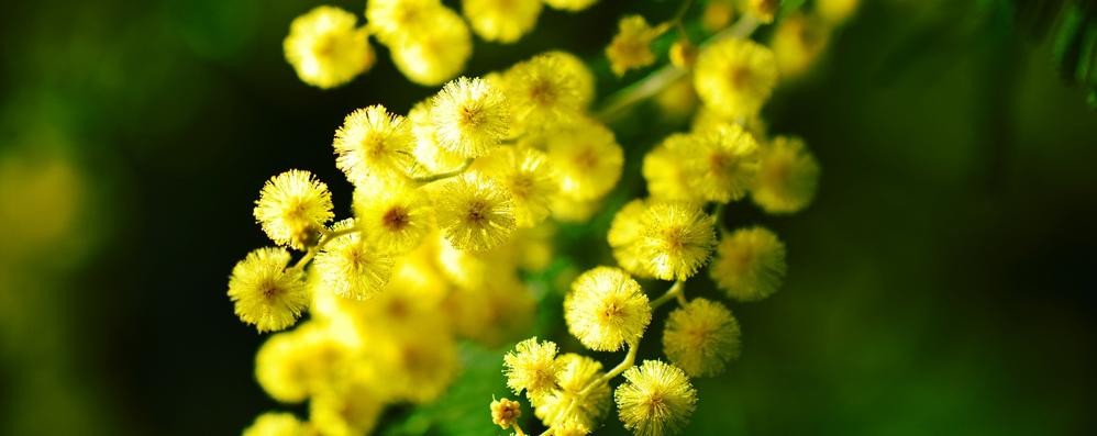 Festa della donna speciale a Correzzana