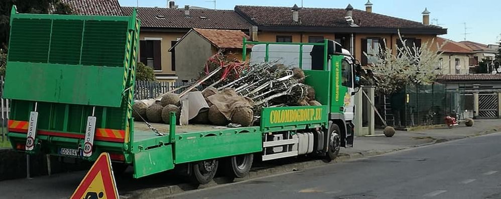 Roncello: piantumazione alberi