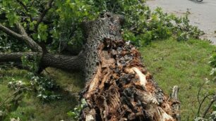 MONZA alberi danneggiati nel parco