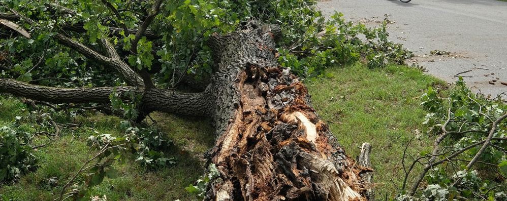 MONZA alberi danneggiati nel parco