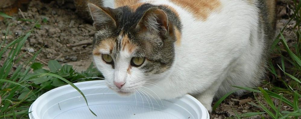 Al via il corso per operatori di gattile