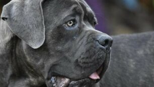 Consigli a 6 zampe: cane corso