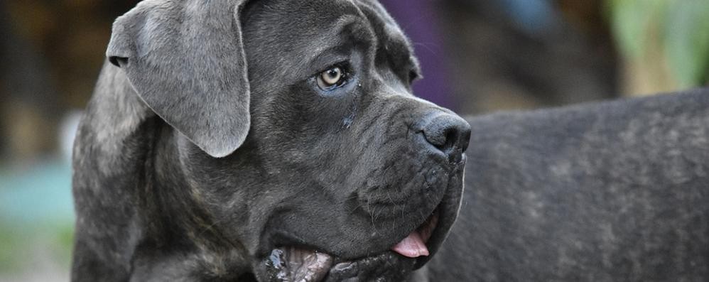 Consigli a 6 zampe: cane corso