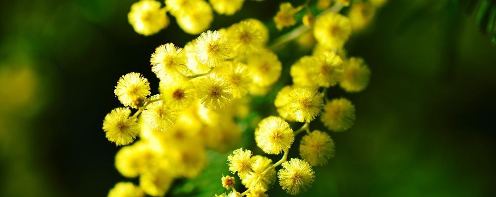 La mimosa, fiore simbolo della giornata internazionale della donna